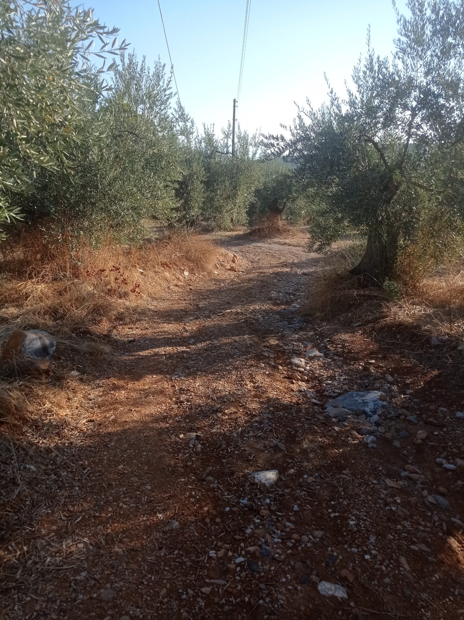 Βόλος: Αγρότες της Νηές αντιμέτωποι με κατεστραμμένους δρόμους ενόψει συγκομιδής ελιάς