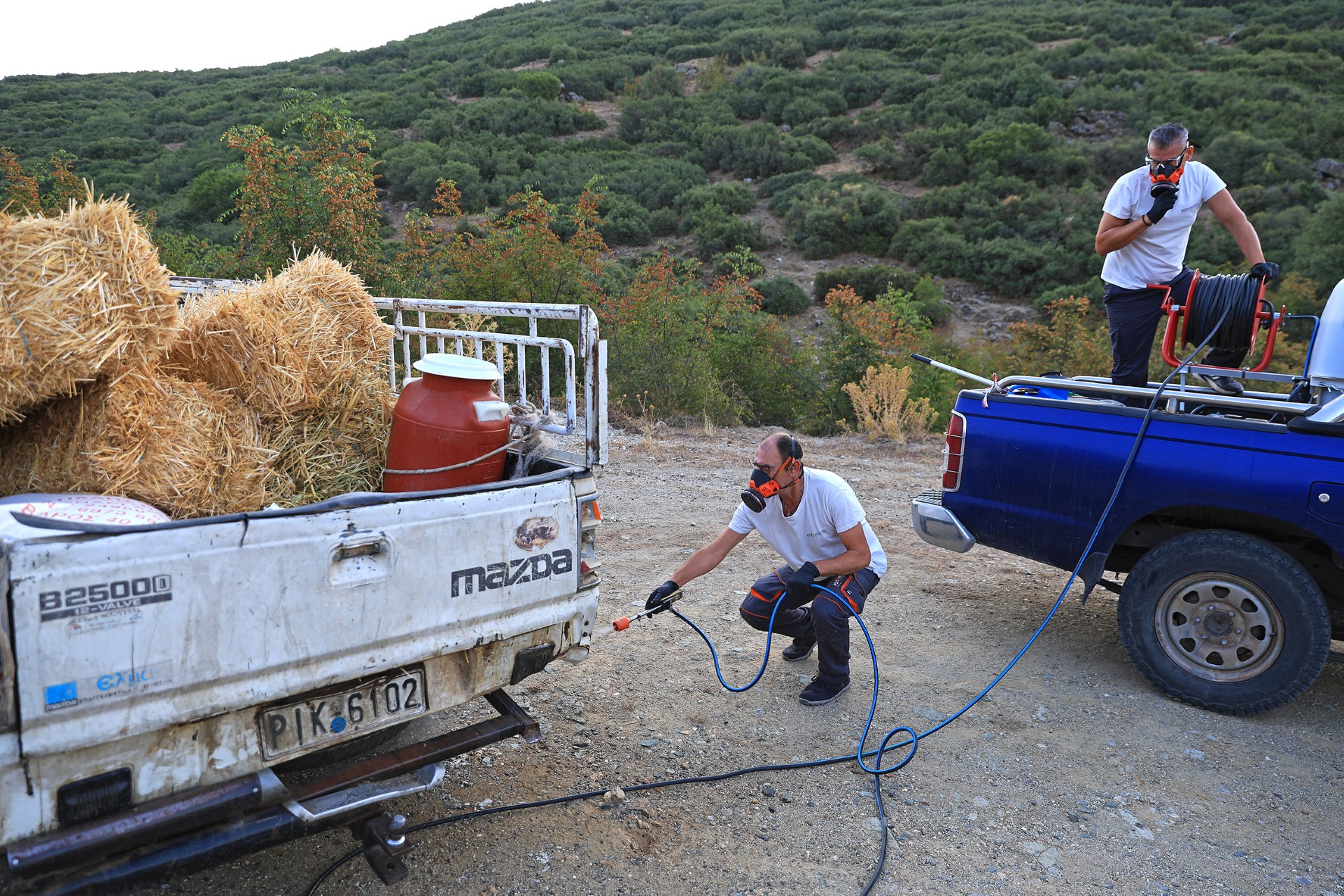 Συνεδριάζουν οι κτηνοτρόφοι της Θεσσαλίας στον Τύρναβο για την ευλογιά