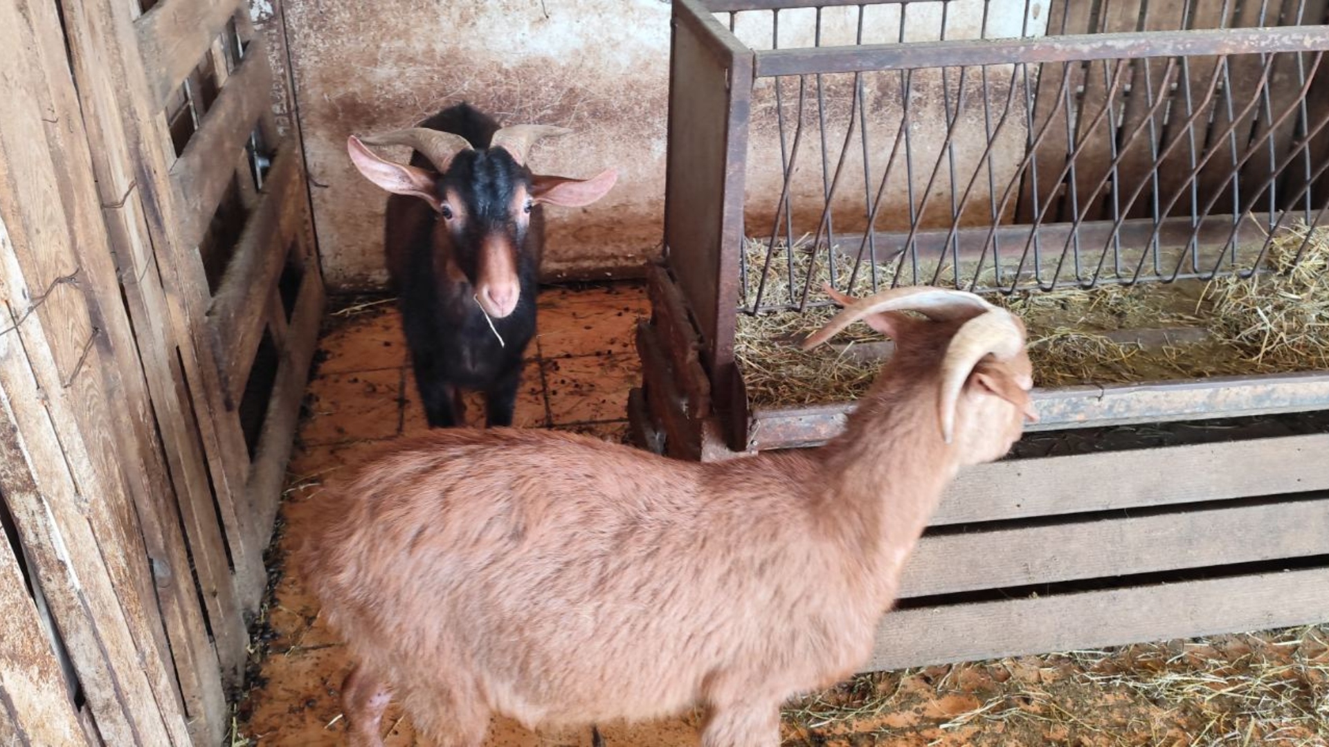Σε απόγνωση οι κτηνοτρόφοι