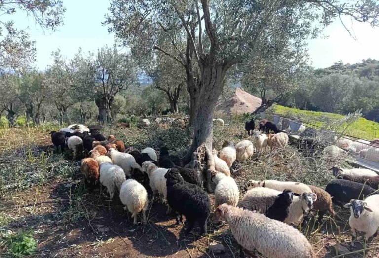 Αφθώδης πυρετός: Είχα 130 αρνιά να δώσω για το Πάσχα. Τώρα προσεύχομαι να μην μου τα ρίξουν στο λάκκο