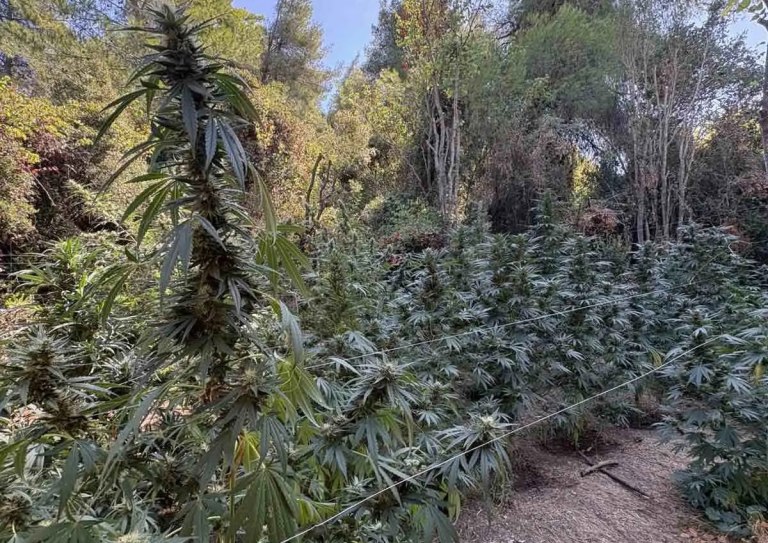 Φθιώτιδα: Εντοπίστηκε φυτεία με δενδρύλλια κάνναβης, ύψους άνω των 3 μέτρων  Συνελήφθη 36χρονος