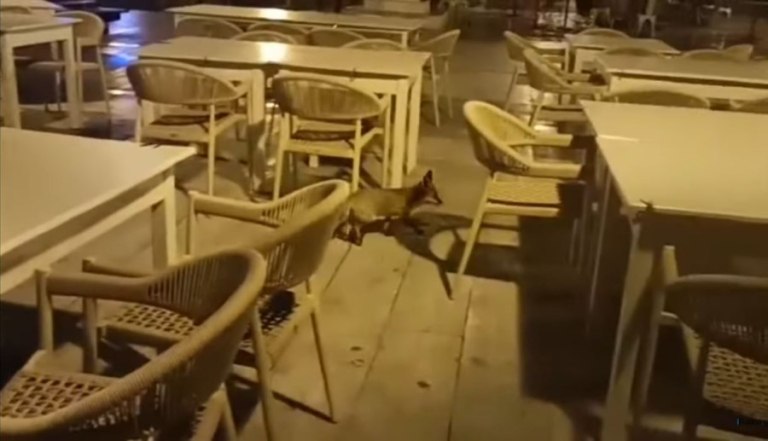 Τι δουλειά είχε η αλεπού στην Ραφήνα;  Μικρό τραυματισμένο αλεπουδάκι έψαχνε τροφή