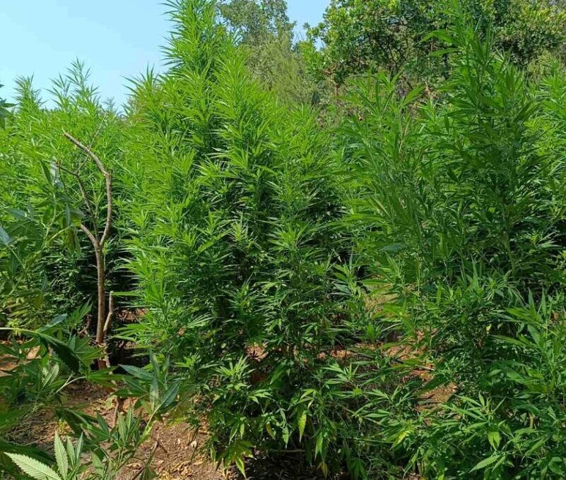 Φυτεία με πάνω από 5.000 δενδρύλλια χασίς εντοπίστηκε στην Καρυά Ολύμπου