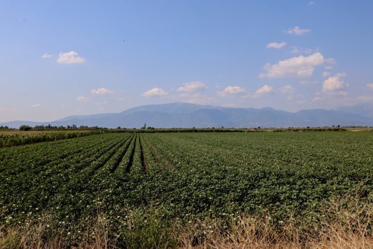 Στάση πληρωμών στις αγροτικές αποζημιώσεις με ευθύνη της κυβέρνησης καταγγέλλει ο Φαραντούρης