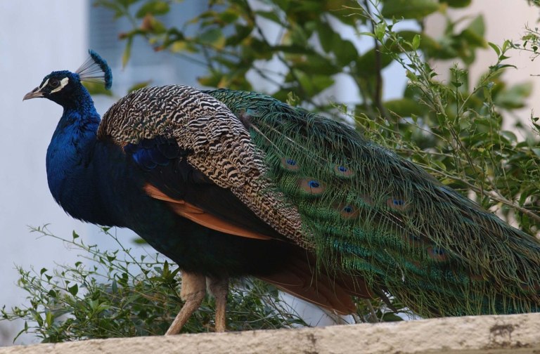 ΗΠΑ: Σκότωσε και μαγείρεψε τα παγόνια του για να εκδικηθεί τη γειτόνισσά του