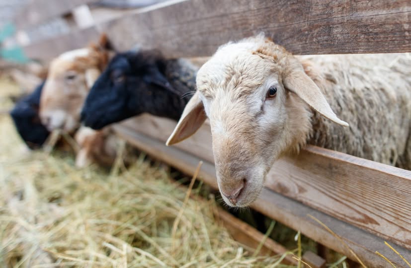 B. Κόκκαλης: Καθυστερήσεις στην αποζημίωση μολυσμένων ζωοτροφών από την ευλογιά στη Θεσσαλία