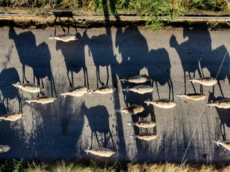 Ιθάκη: Εντοπίστηκε το πρώτο κρούσμα ευλογιάς των αιγοπροβάτων