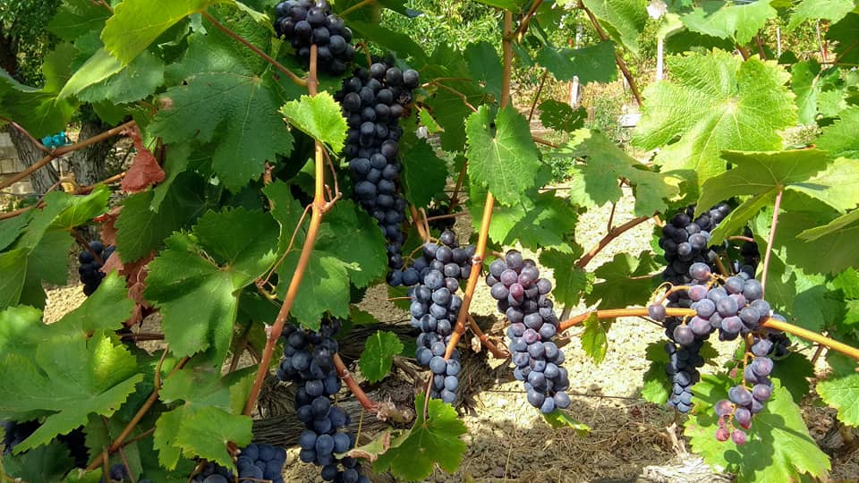 Λάρισα: Τι ζητούν Αμπελουργοί και Αμβυκούχοι από τον Υπ. Οικονομικών για τη διατήρηση του κλάδου