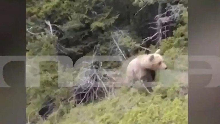 Αρκούδα σκότωσε ορειβάτη στη Δράμα  Η στιγμή που πέφτει στον γκρεμό