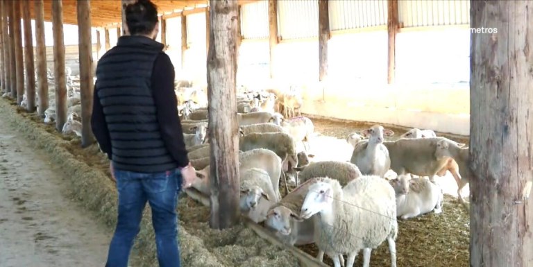 Ο Κτηνοτρόφος της Χρονιάς