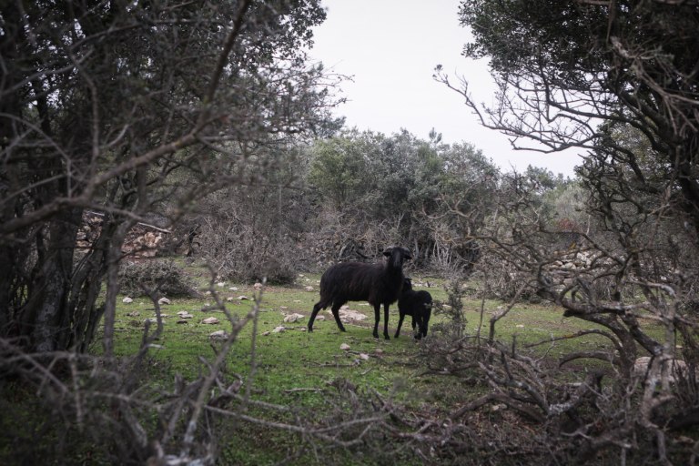 Νέα Αριστερά: Οι ευθύνες