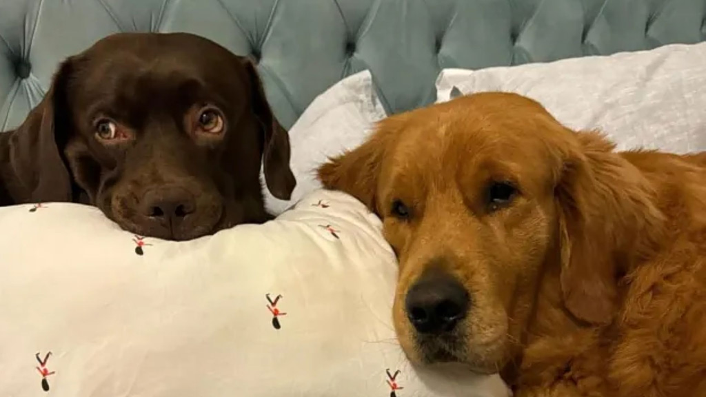 Πανικός στο Ντουμπάι: Εγκαταλείπουν τα ζώα τους στον δρόμο  Κάποιοι τους κάνουν ευθανασία και φεύγουν