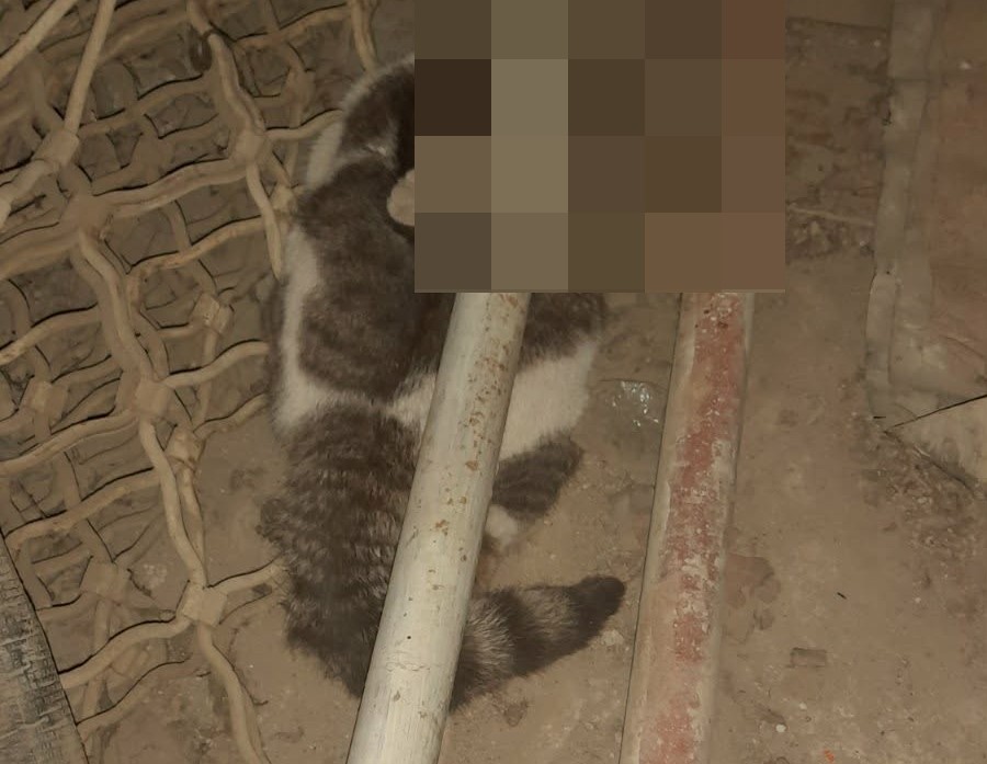 Μαζική δηλητηρίαση