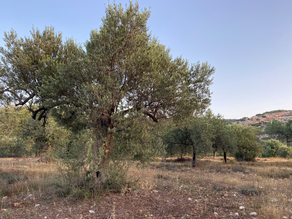 Διακοπή γενικού δολωματικού ψεκασμού στον Δ. Τεμπών λόγω επερχόμενης καταιγίδας