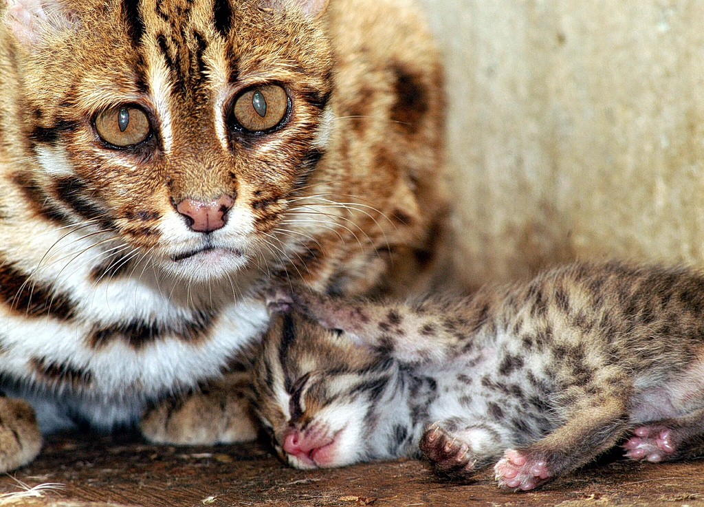 Οι αγριόγατες επιστρέφουν  Ένα από τα πιο σπάνια θηλαστικά της Βρετανία