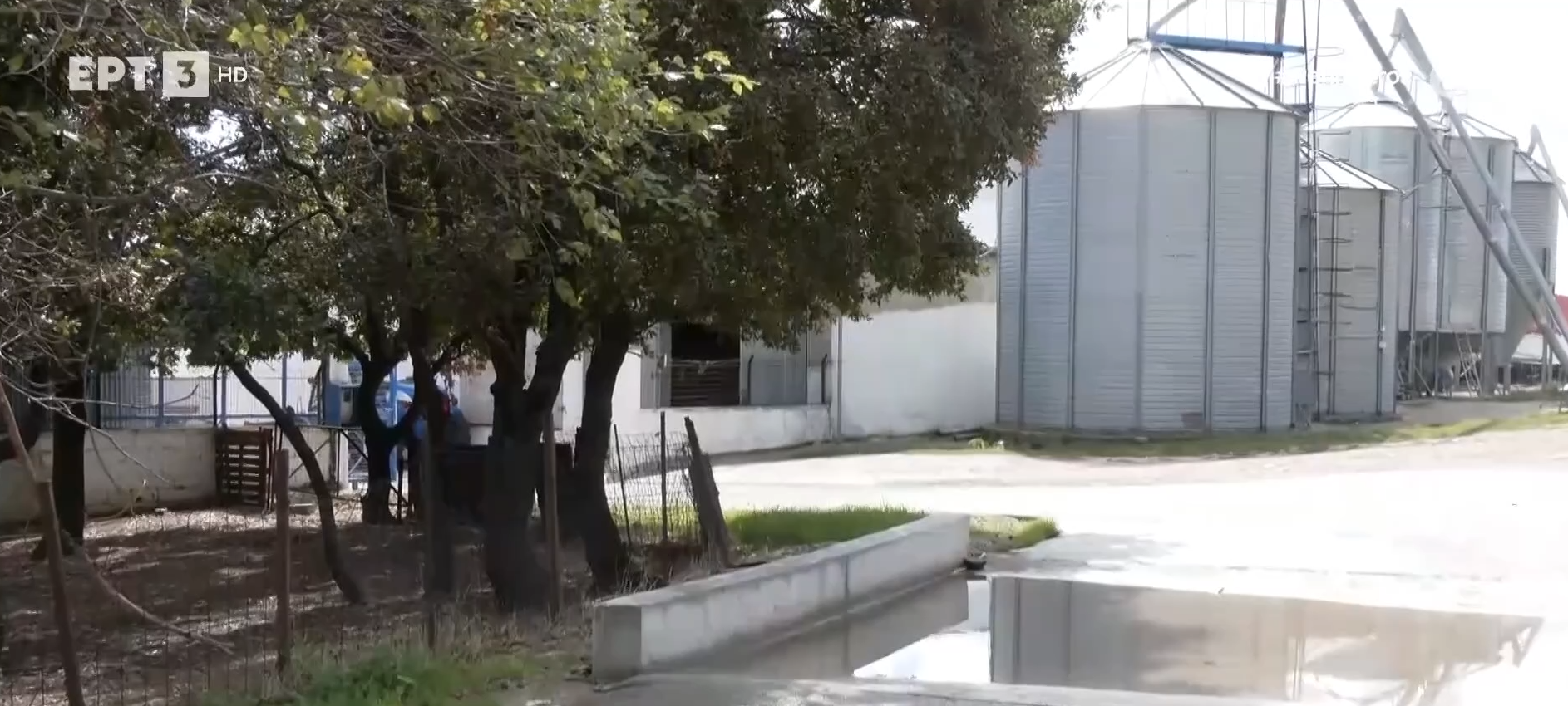 Κρούσματα ευλογιάς και σε δεύτερη κτηνοτροφική μονάδα στα Γρεβενά- Το lockdown θα είναι το τέλος μας λένε οι κτηνοτρόφοι στα Φάρσαλα