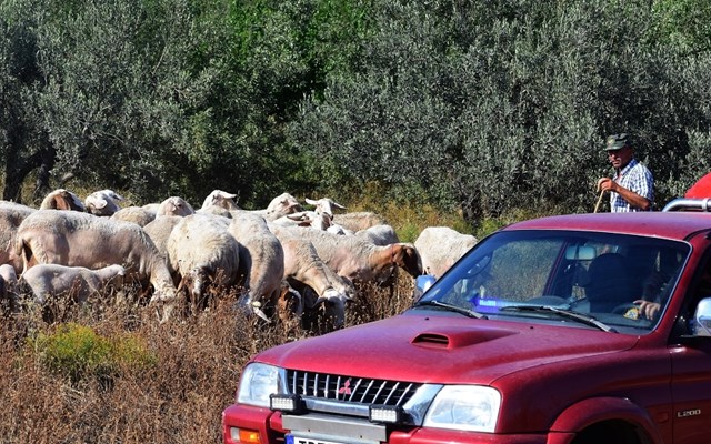 Ενισχύονται οι έλεγχοι και τα μέτρα για την ευλογιά των αιγοπροβάτων - Τι αποφασίστηκε στη σύσκεψη