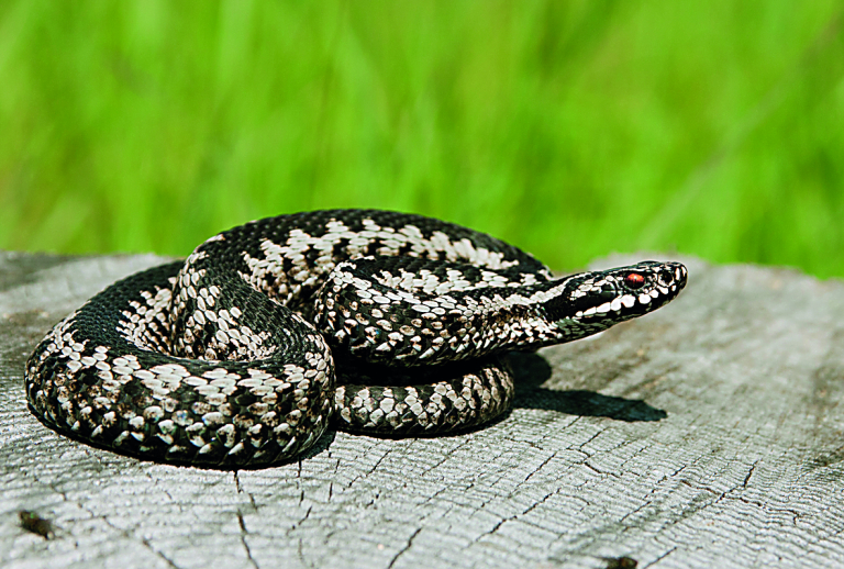 Οχιά δάγκωσε 13χρονο