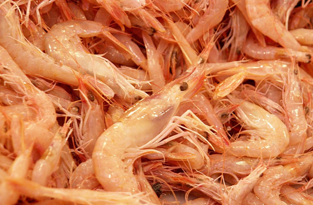 Ραδιενεργό Καίσιο-137 σε γαρίδες από την Τζακάρτα  Συναγερμός στις ΗΠΑ για τα φορτία που εισήχθησαν