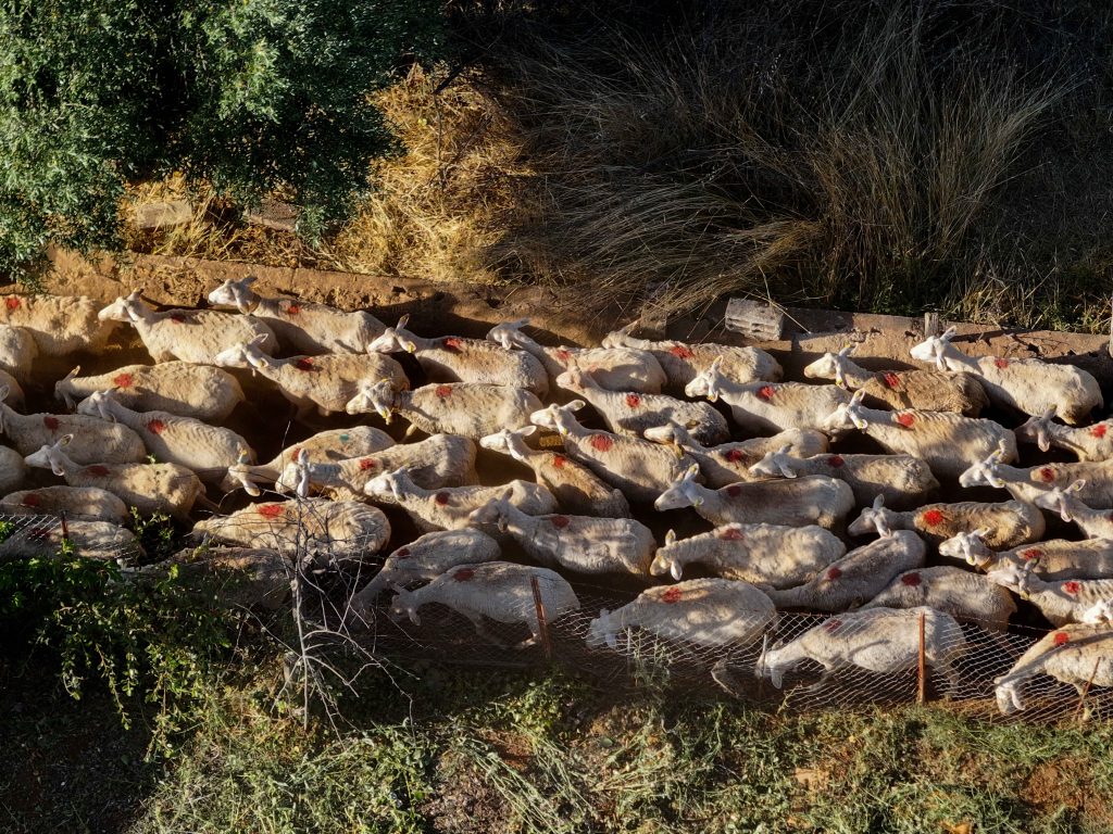 Κρήτη: Παρατείνονται τα