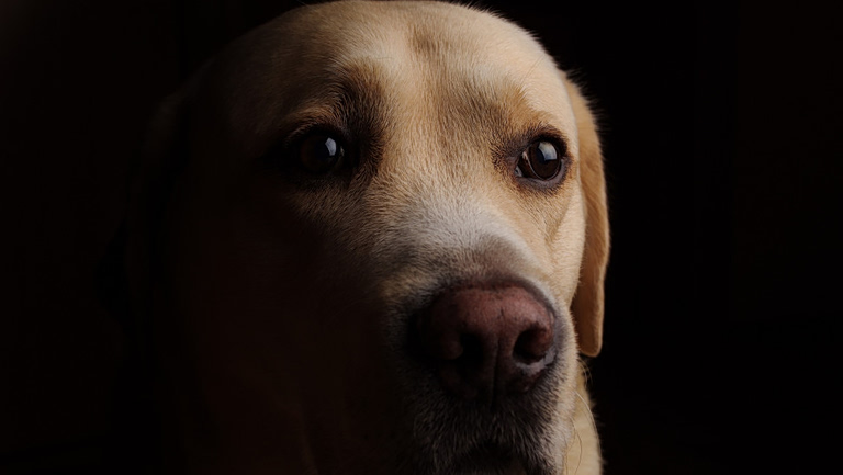 Χανιά: Είχαν 8 σκυλιά σε ποιμνιοστάσιο αλλά δεν τα φρόντιζαν  Σύλληψη 37χρονου