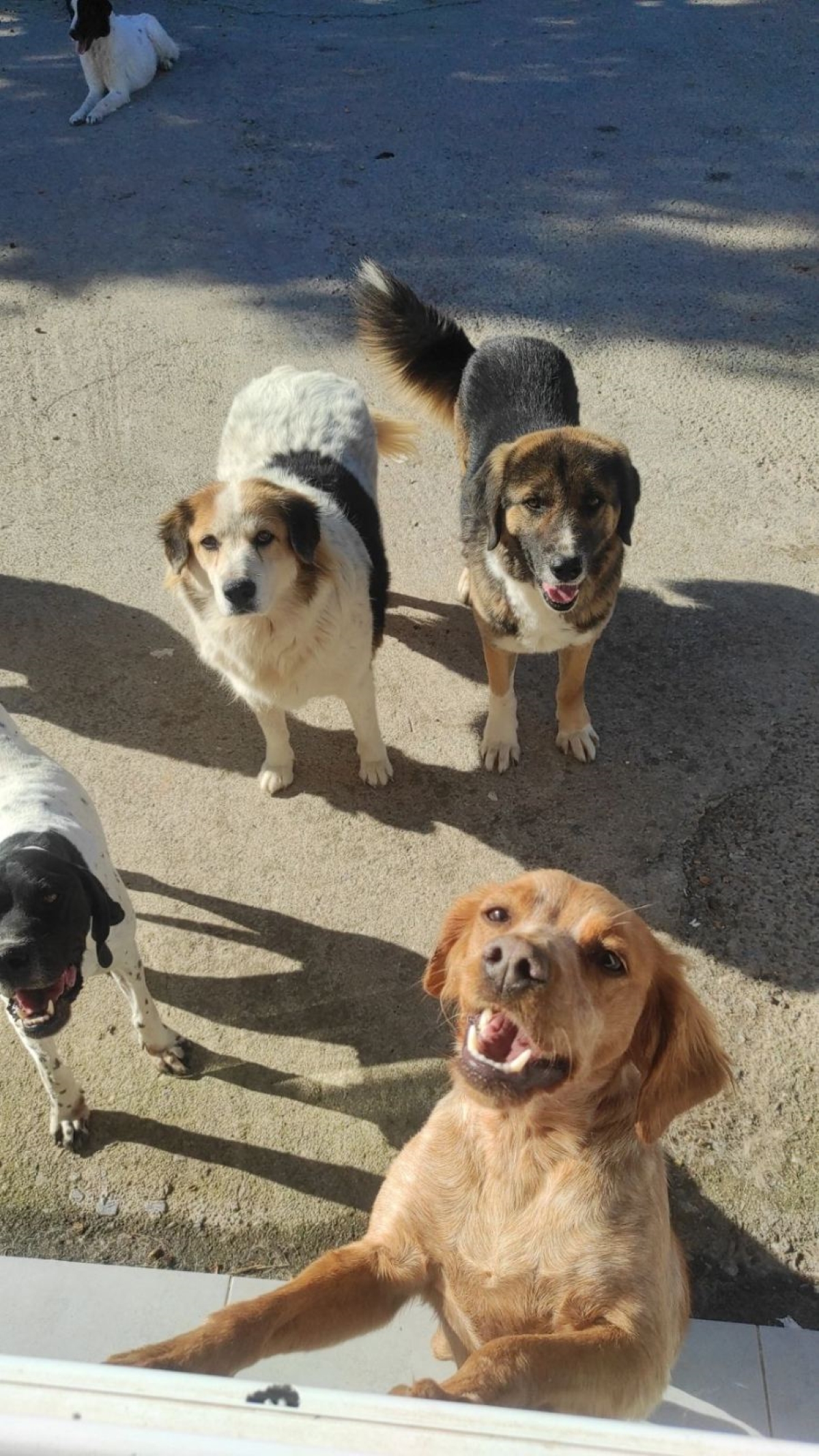 Σοβαρές καταγγελίες του Συνυπάρχω για τη λειτουργία της Πενταμελούς Επιτροπής Αδέσποτων του Δήμου Βόλου