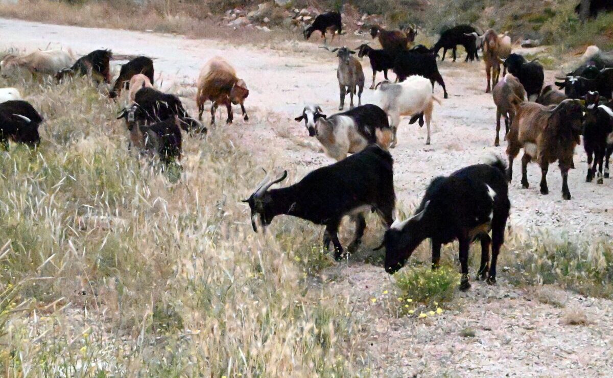 Ανεπίσημους εμβολιασμούς για την ευλογιά καταγγέλλει η Συντονιστική Επιτροπή Κτηνοτρόφων Θεσσαλίας