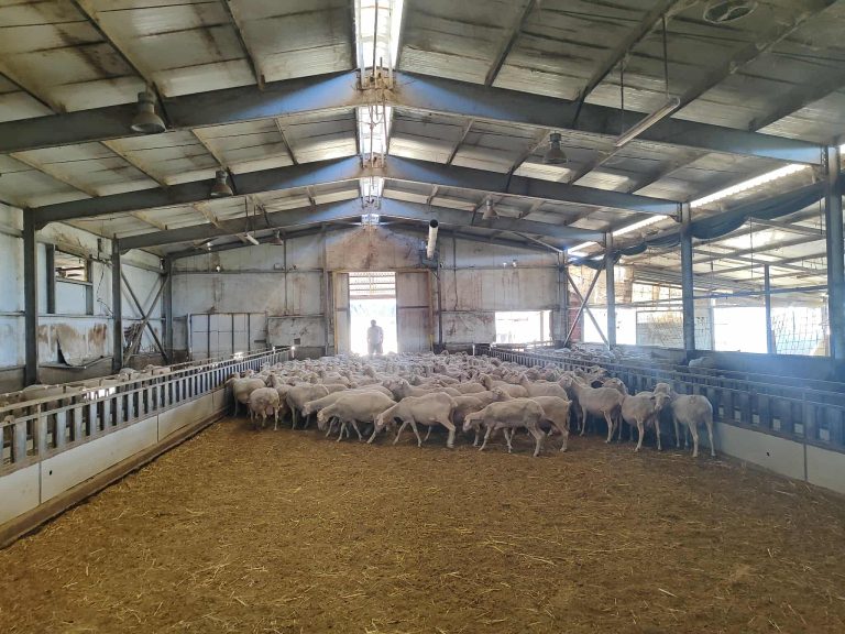 Άνοιξαν με αυστηρά μέτρα τα σφαγεία της Λάρισας- Η πρώτη οικονομική ανάσα για τους κτηνοτρόφους