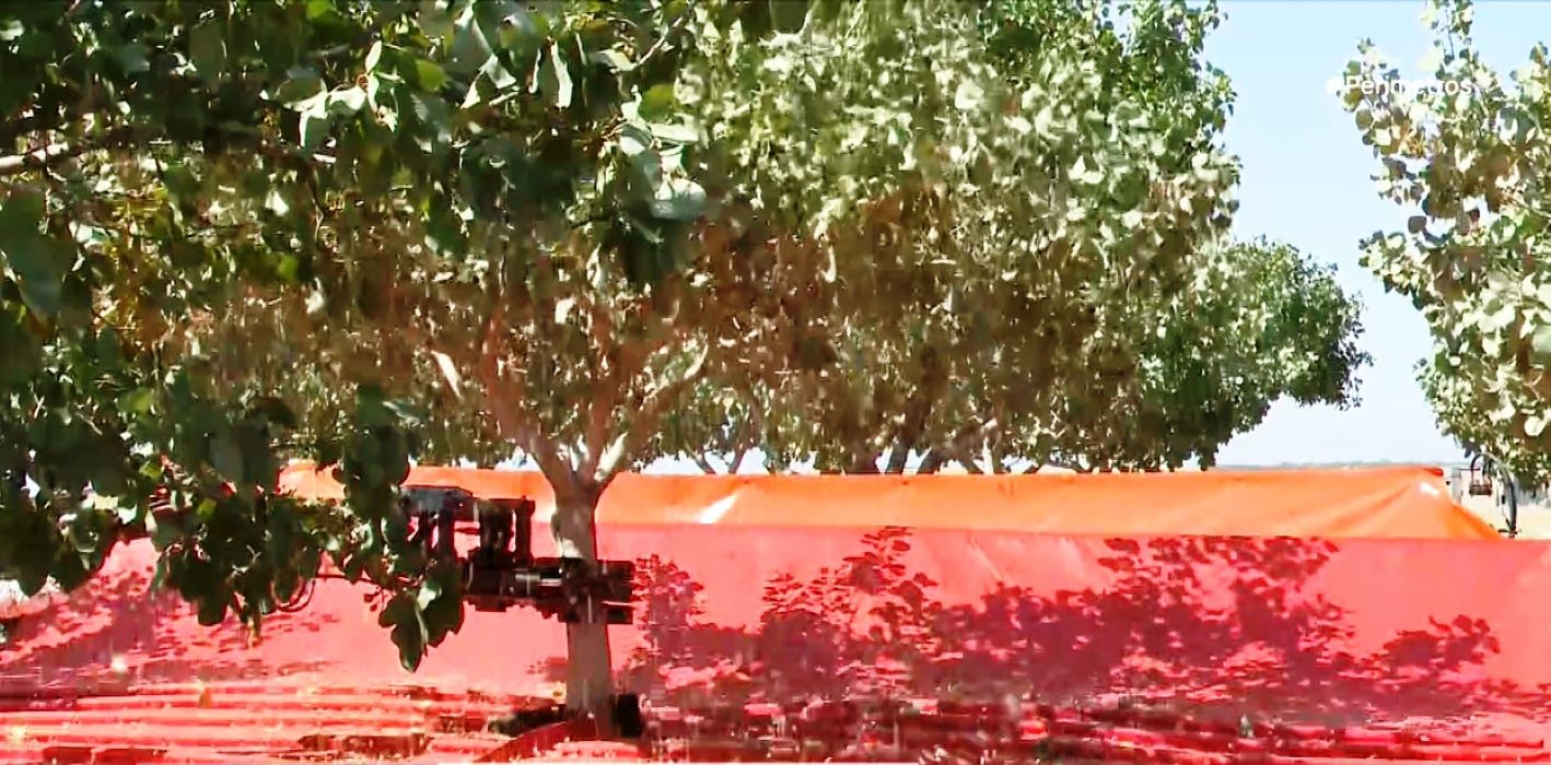 Η συλλογή των κελυφωτών φιστικιών