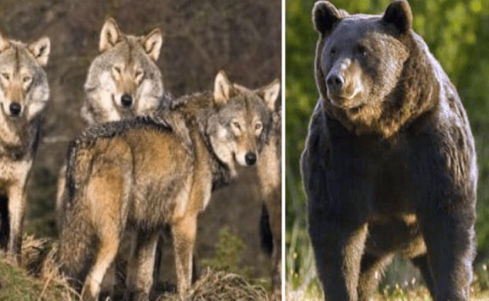 Γιατί άγρια ζώα κατεβαίνουν στις πόλεις, τι δεν πρέπει να κάνουμε  Βίντεο με αρκούδα να κάνει βόλτες στο Νεστόριο