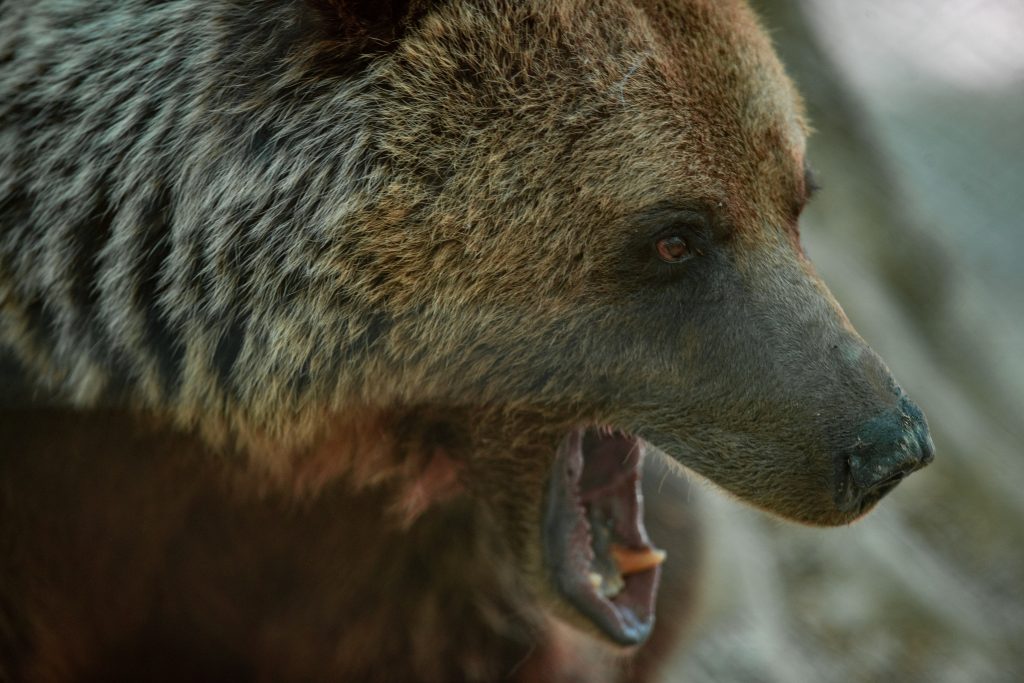 Ιαπωνία: Θανατηφόρες επιθέσεις αρκούδων σε ανθρώπους