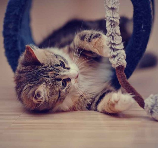 Brigitte Bardot: Όταν αγαπώ, το κάνω χωρίς να υπολογίζω 