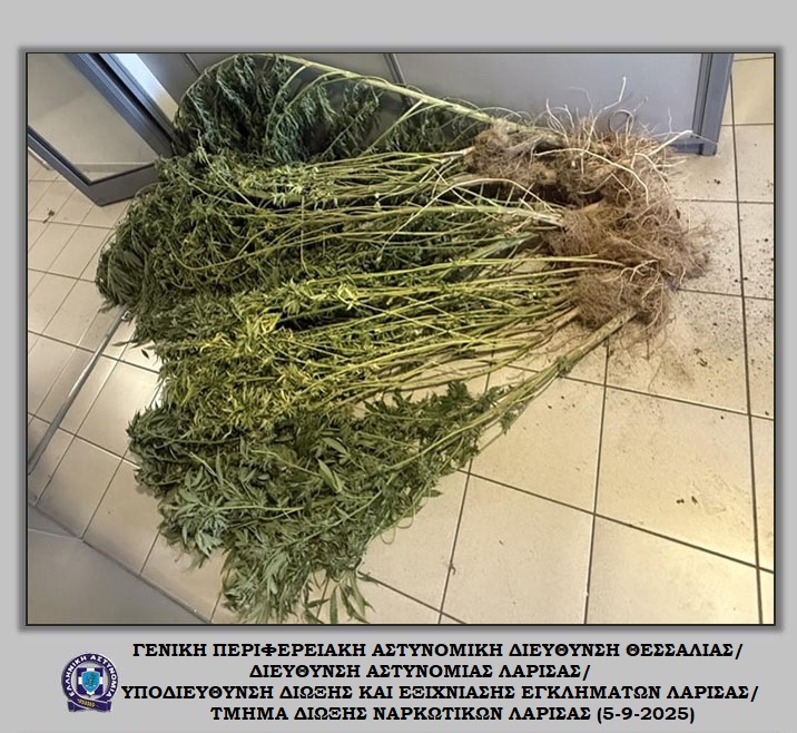 Συλλήψεις για ναρκωτικά- Δενδρύλλια κάνναβης σε αυλή στο Συκούριο, διακίνηση κοκαΐνης στον Τύρναβο