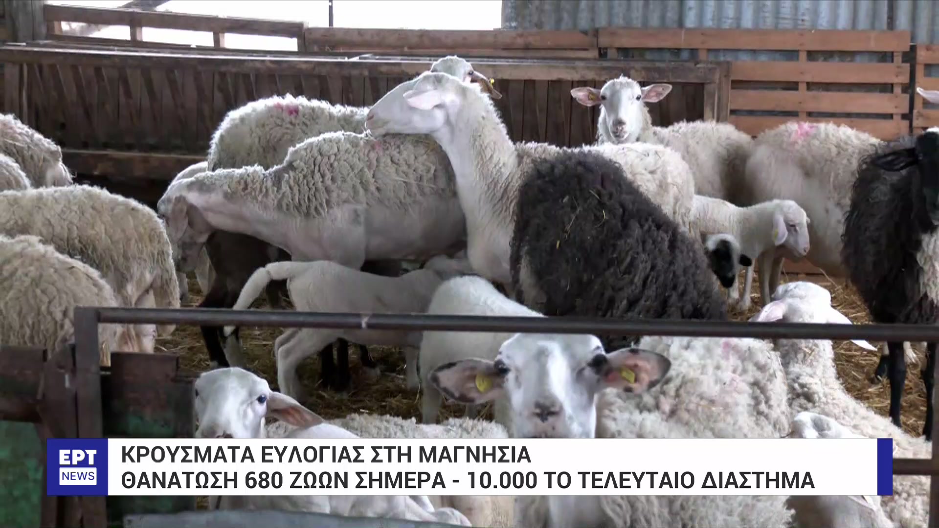 Νέο κρούσμα ευλογιάς στη Μαγνησία  Σε απόγνωση οι κτηνοτρόφοι