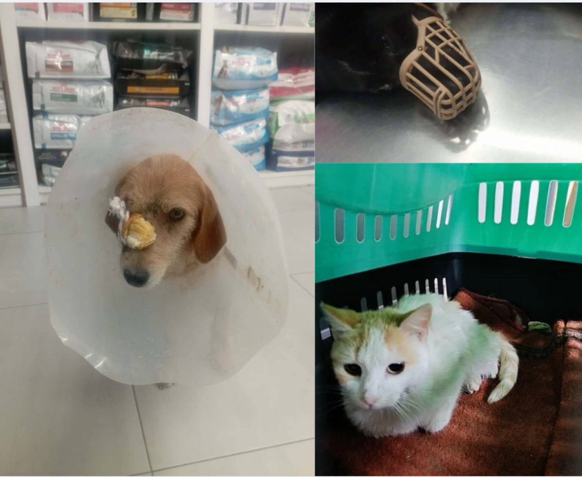 Βόλος: Πυροβολούν αδέσποτα ζώα σε κατοικημένες περιοχές  Καταγγελίες και φόβοι για κλιμάκωση της βίας