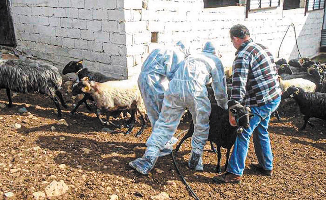Η ευλογιά των αιγοπροβάτων φέρνει ανατιμήσεις  Ολοκληρωτική καταστροφή θα είναι το lockdown, λένε οι κτηνοτρόφοι