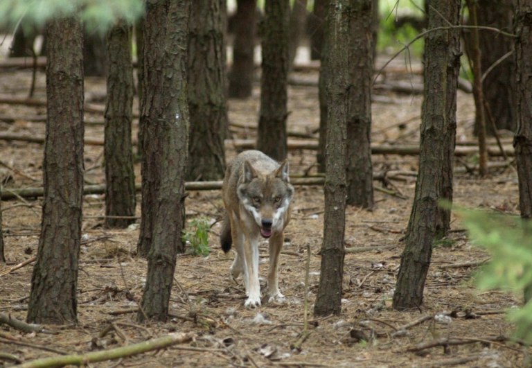 Λύκος στη Χαλκιδική: Τι λέει γυναίκα που ήρθε αντιμέτωπη με το ζώο