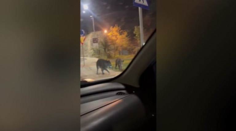 Βόλος: Αγριογούρουνα κόβουν βόλτα στο κέντρο της πόλης