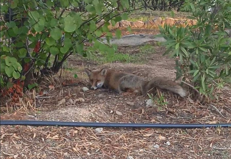 Χτυπημένη αρσενική αλεπού διασώθηκε από την ΑΝΙΜΑ στο Γαλάτσι