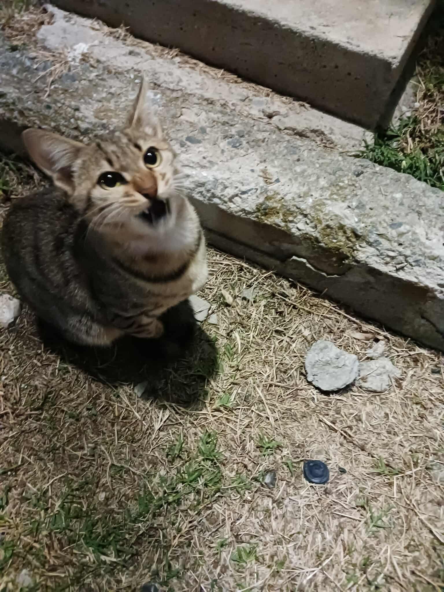 Βόλος: Καταγγελία ότι έφηβοι πετούσαν στους σκύλους, γατάκια