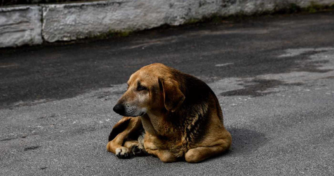 Λάρισα: Χειροπέδες και πρόστιμο για παράβαση της νομοθεσίας περί ευζωίας ζώων συντροφιάς