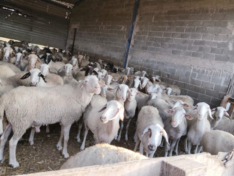 Ευλογιά προβάτων: Μία ανάσα πριν το lockdown  Κανείς δεν ξέρει να μας πει πότε θα σταματήσει όλο αυτό και με ποιον τρόπο