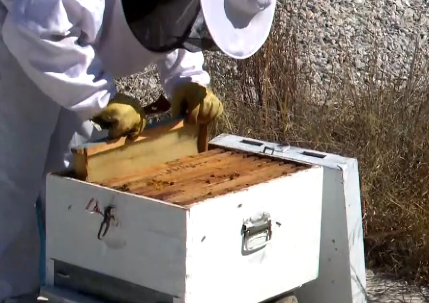 Βόλος: Μελισσοκόμος ετών 13- Μαθητής της Α Γυμνασίου μας γνωρίζει τις μέλισσες