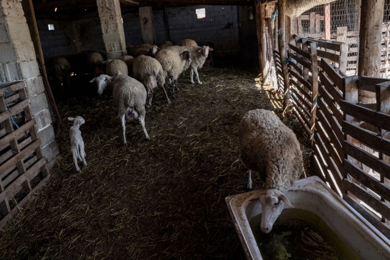 720 πρόβατα από δύο περιζήτητες και σπάνιες ελληνικές φυλές θανατώνονται σε εποπτευόμενο φορέα του ΥΠΑΑΤ