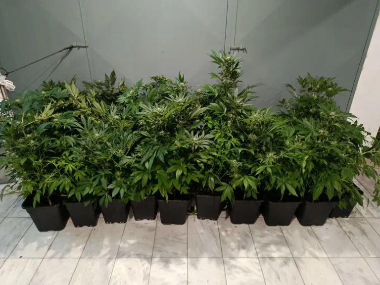 Θεσσαλονίκη: Συνελήφθη