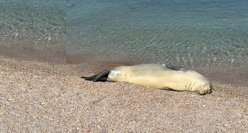 Καλιφόρνια: Καταζητείται άνδρας που αποκεφάλισε θαλάσσιο λιοντάρι