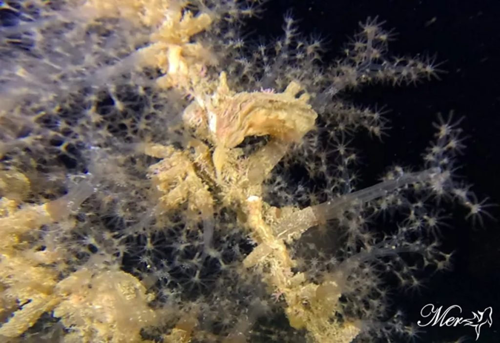 Τι έδειξε έρευνα για τα εύθραυστα θαλάσσια οικοσυστήματα ανοιχτά της Κύπρου