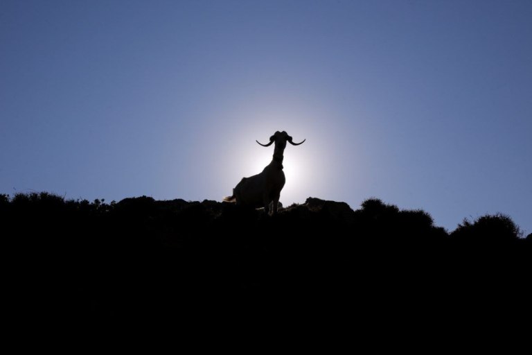 Να σωθούν τα πρόβατα ή η φέτα; Να γίνει εμβόλιο ή όχι;  Το κρίσιμο δεκαήμερο της ελληνικής κτηνοτροφίας