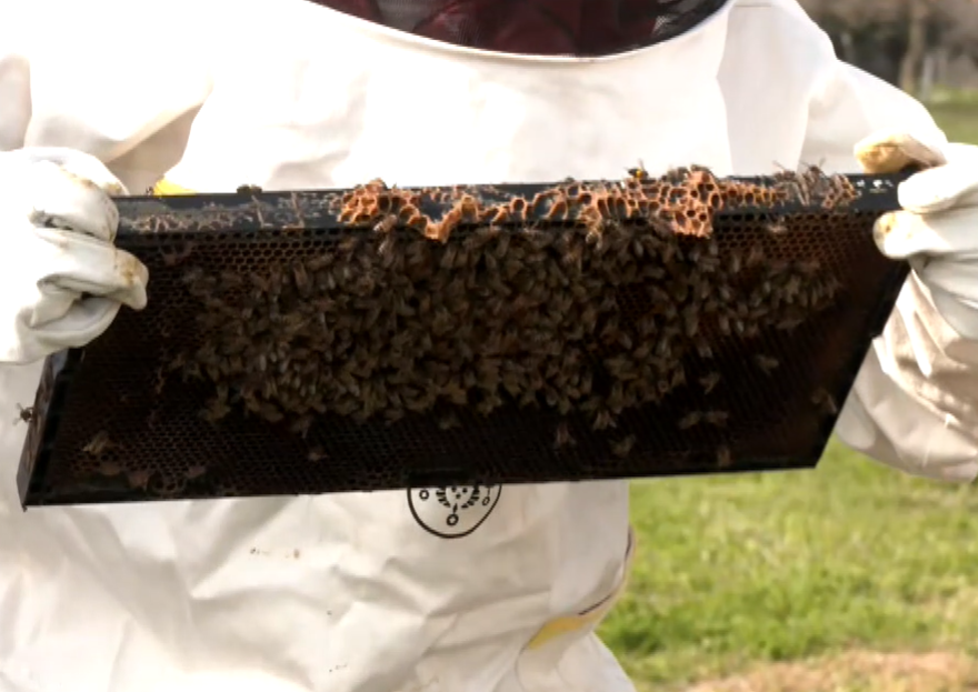 BeeAutism: Πρόγραμμα