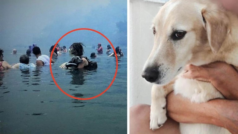 Αμόρ: Πέθανε ο σκύλος που είχε γίνει σύμβολο στη μεγάλη φωτιά στο Μάτι